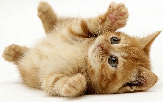 cute cats! <3